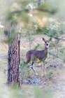 A doe white-tailed deer looks on. Art Print